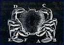 Crab